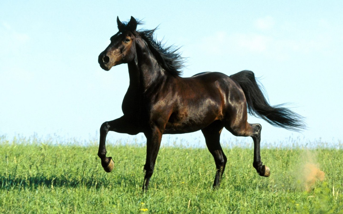 Лошадь фризской породы: особенности внешнего вида, характера и содержания