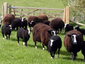 Описание пород и разновидностей овец, какие выбрать для разведения
