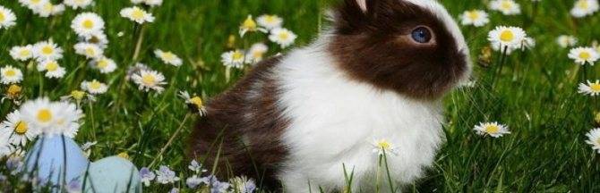 Болезни кроликов — симптомы, их лечение и профилактика
