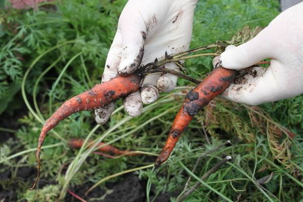 Описание вредителей моркови, лечение и борьба с ними