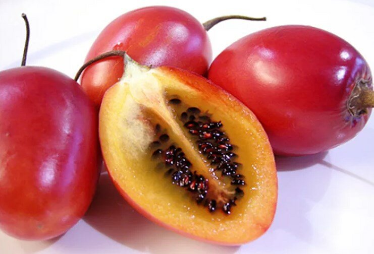 Тамарилло, или томатное дерево