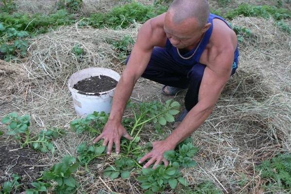 Пошаговая инструкция: как окучивать картошку различными способами. секреты богатого урожая для садоводов