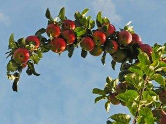 Причины усыхания веток и листьев яблони и способы лечения