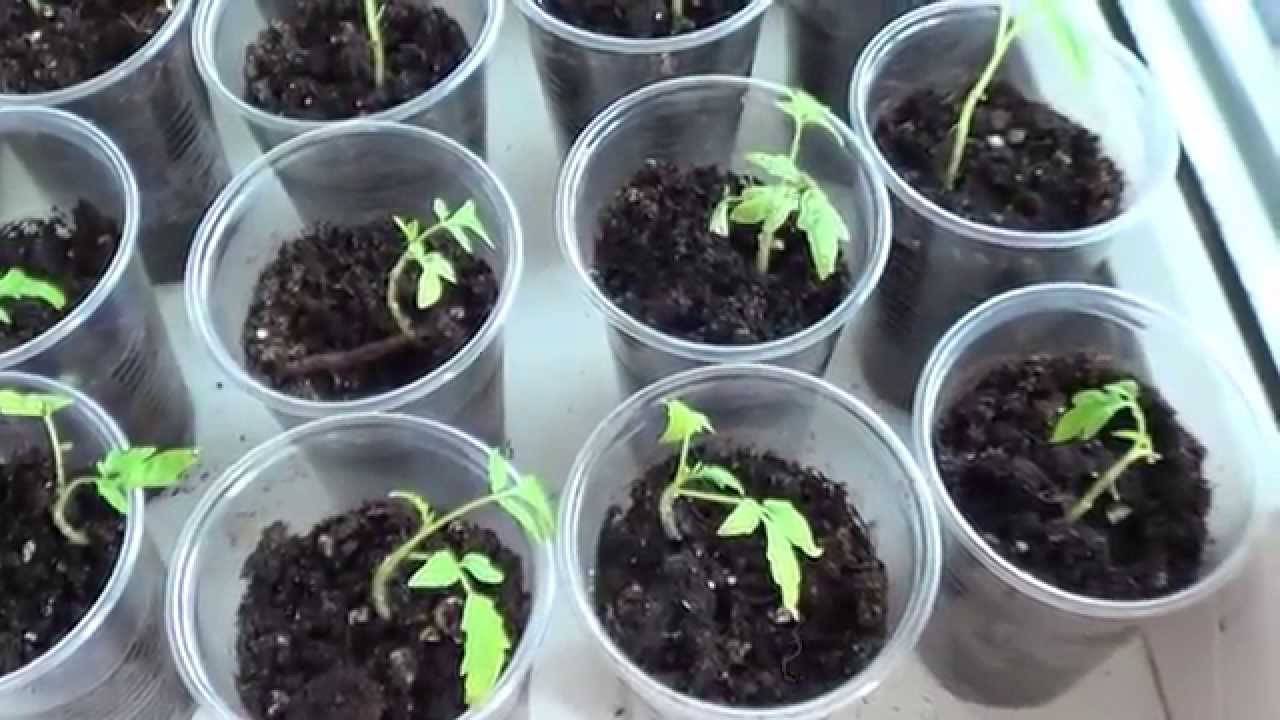 Что делать, если у рассады томатов начали вянуть листья?