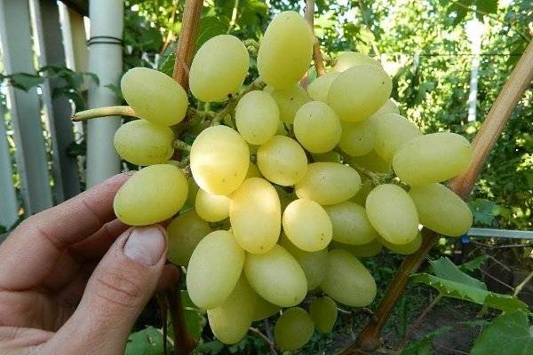 Описание винограда сорта денисовский, правила посадки и ухода