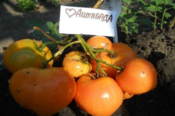 Удивительная культура томатов «сердце ашхабада»