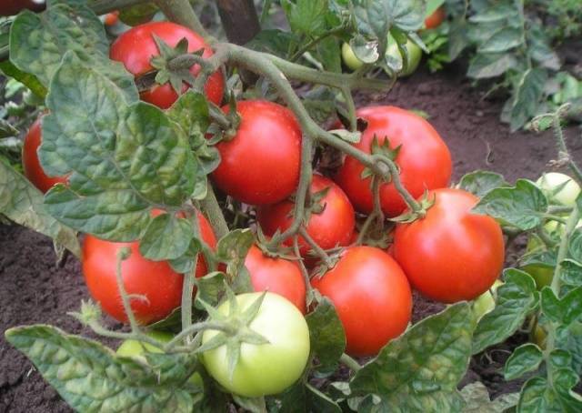 Описание сорта томата лагидный, его характеристики
