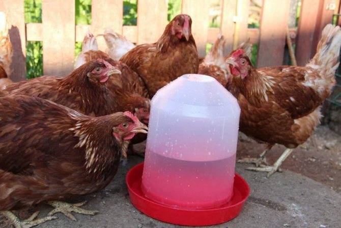 Делаем поилку для цыплят своими руками из подручных материалов