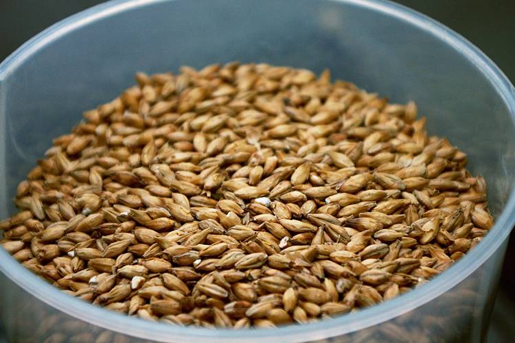 Как правильно прорастить пшеницу для кур