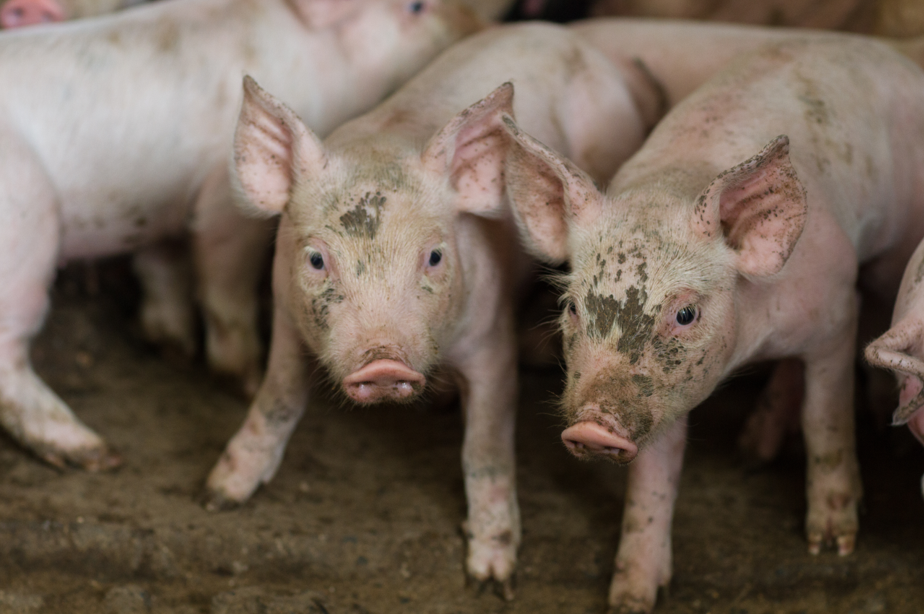 Возбудитель и причины чесотки у свиней, симптомы и методы лечения