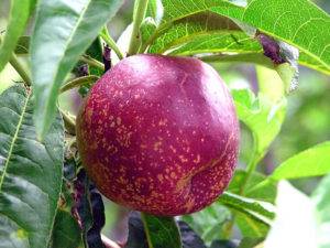 Колоновидные персики и нектарины: выбор сорта и рекомендации по выращиванию