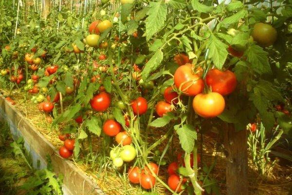 Выращиваем высокоурожайный томат «ожаровский малиновый»: описание сорта, достоинства и недостатки
