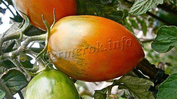Характеристика и описание сорта томата Петруша огородник, его урожайность