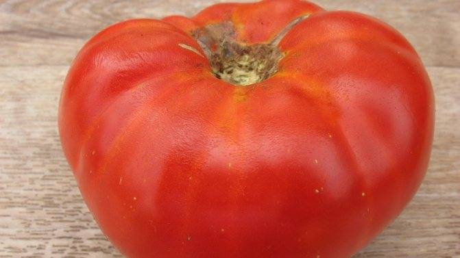 Ветеран отечественной селекции — томат «сибирский скороспелый», проверенный временем и любимый огородниками