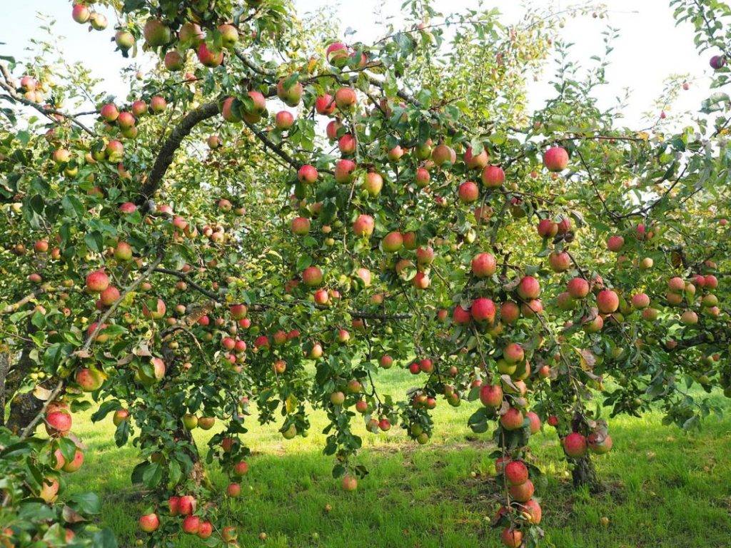 Сортовая яблоня уральское наливное: описание и фото