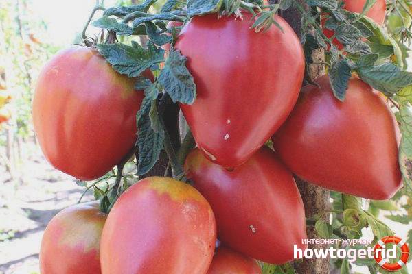 Чудо сада – выставочный томат сибирской селекции. описание, особенности выращивания