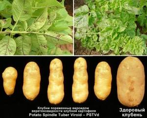 Описание и лечение морщинистой мозаики картофеля: фото