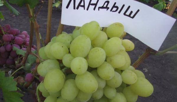 Виноград ландыш: описание сорта и особенности агротехники