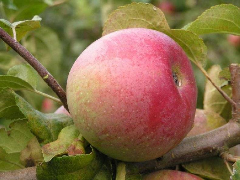 Описание и характеристики яблони сорта солнышко, правила посадки и ухода