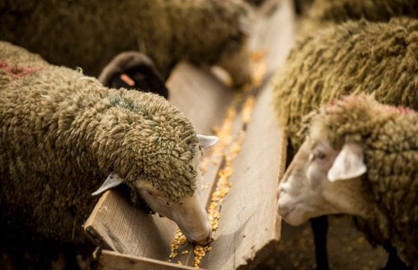 Беременность овец: как определить и сколько длится?