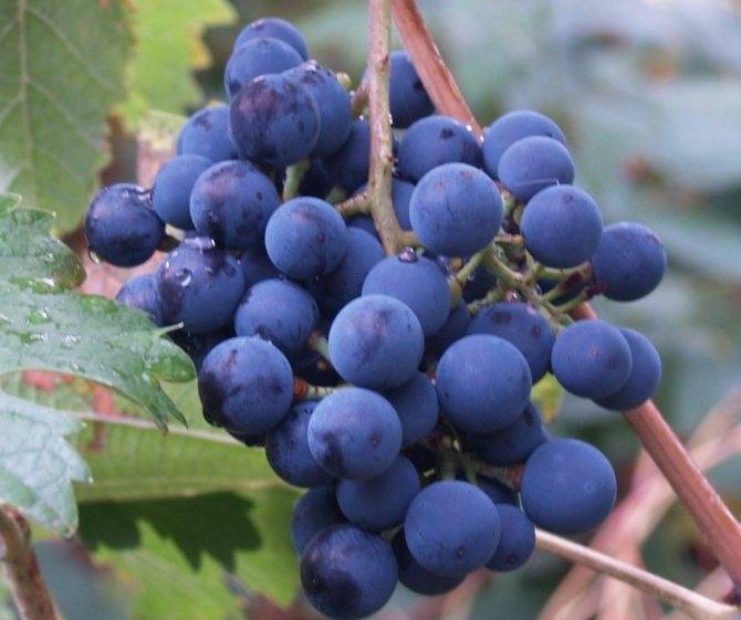 Тукай — высококачественный морозостойкий сорт винограда, плодоносящий даже в сибири