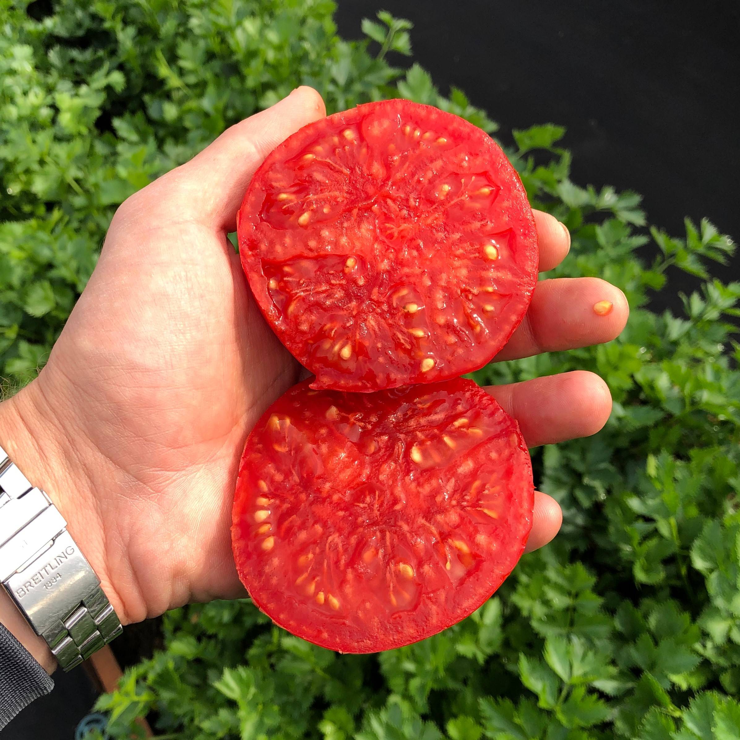 Через сколько дней всходят семена помидоров