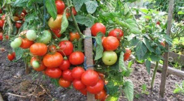 Описание сорта томата шарада, его характеристика и урожайность