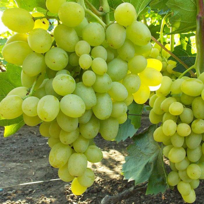 Описание сорта винограда супер-экстра