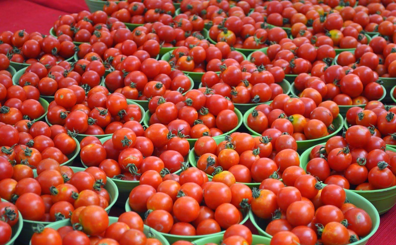 Какие томаты сибирской селекции подходят для высаживания в открытый грунт?
