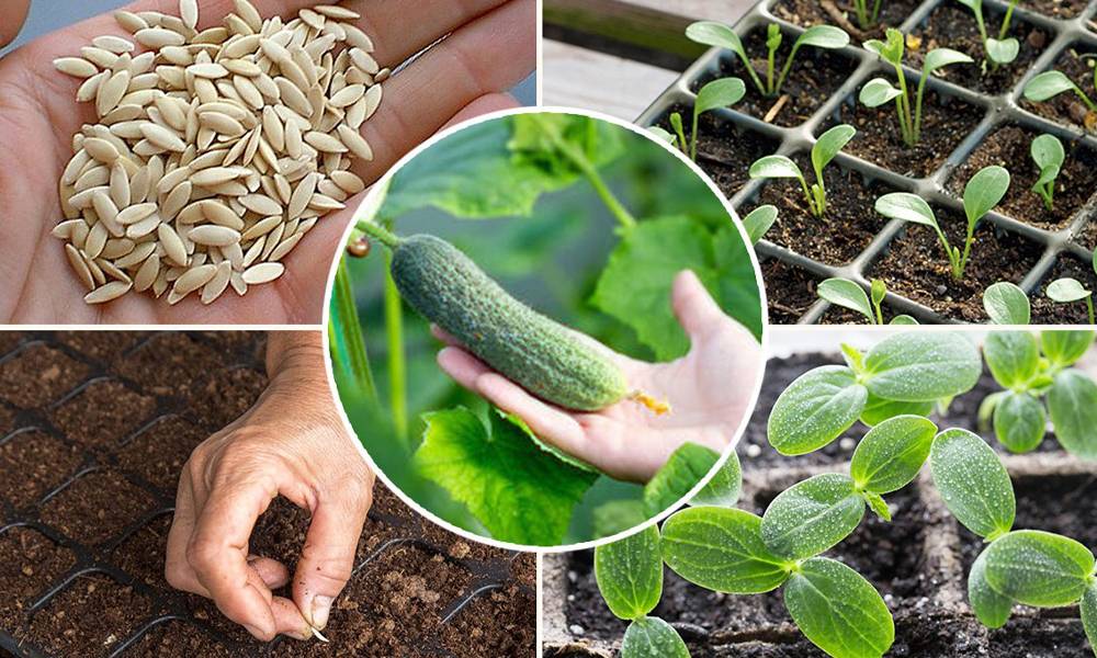 Как правильно вырастить кукурузу и огурцы на одной грядке?