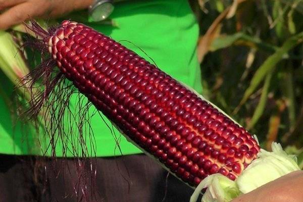 Описание красной кукурузы, особенности выращивания и ухода