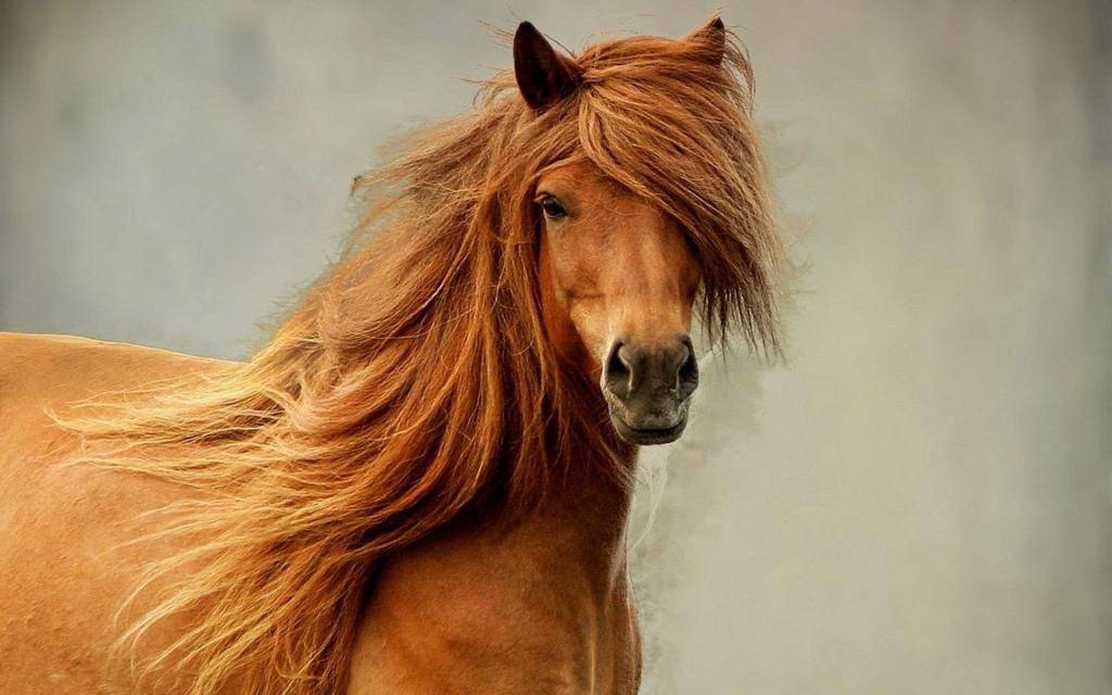 Новоалтайская порода лошадей