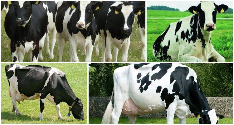 Сычевская порода – коровы смешанной продуктивности