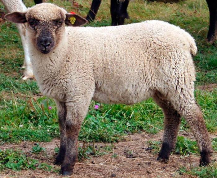 Разведение овец: основы и правила