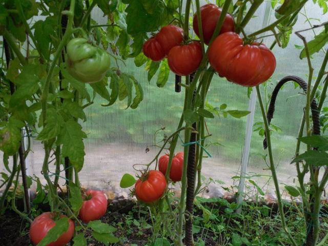 Сорт томата «безразмерный»: описание, характеристика, посев на рассаду, подкормка, урожайность, фото, видео и самые распространенные болезни томатов