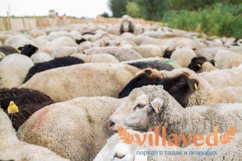 Порода тонкорунных овец: описание разновидностей и особенности разведения