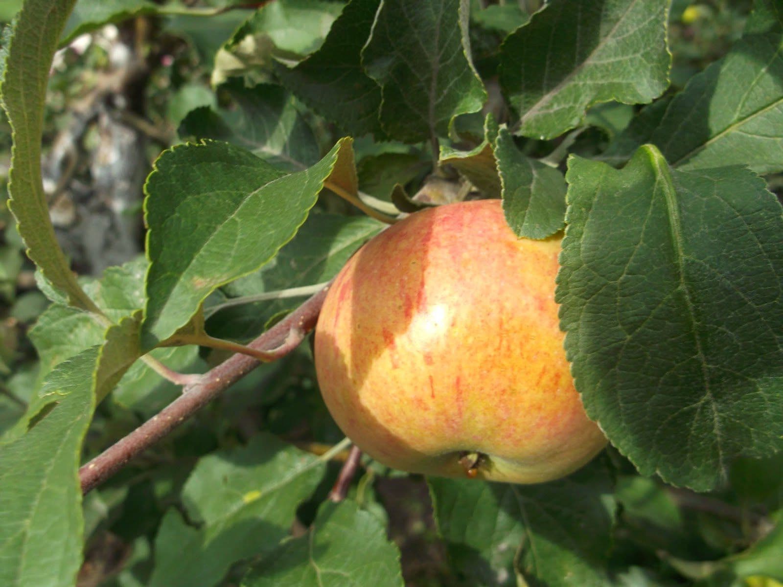 Яблоня июльское черненко — описание сорта, фото, отзывы
