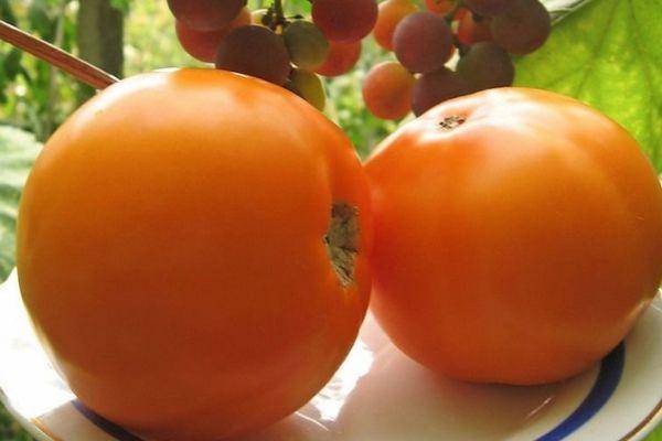 Характеристика и описание сорта томата монастырская трапеза, его урожайность