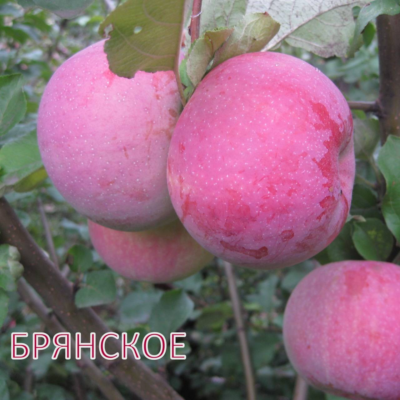 Такая разная яблоня брянское: золотистое, алое, розовое