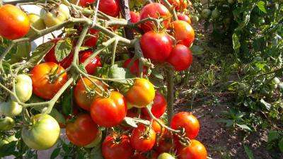 Характеристика и описание сорта томата Иришка, его урожайность