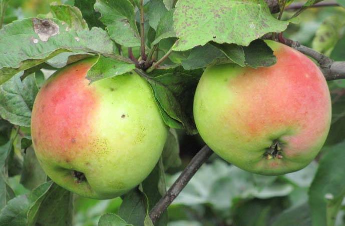 Лаборатория селекции яблони