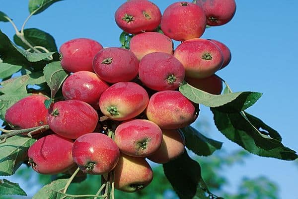 Описание и характеристики яблони сорта Ева, ее достоинства и недостатки