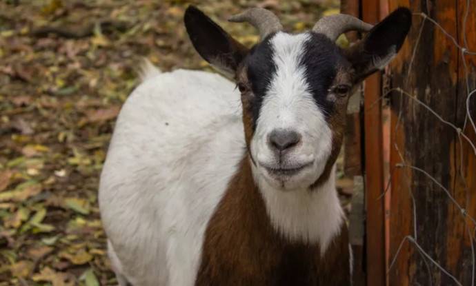 Как лечить мастит у козы, признаки и причины болезни, профилактика