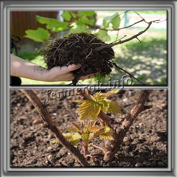 Как и когда пересадить виноград весной на другое место?