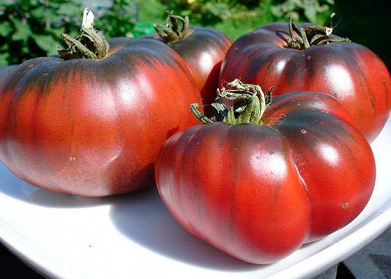 Отечественный сорт томата «черный крым» или «черный крымский»: описание, характеристика, посев на рассаду, подкормка, урожайность, фото, видео и самые распространенные болезни томатов