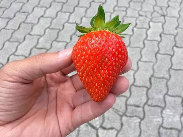 Лучшие сорта безусой клубники, размножение, посадка и уход
