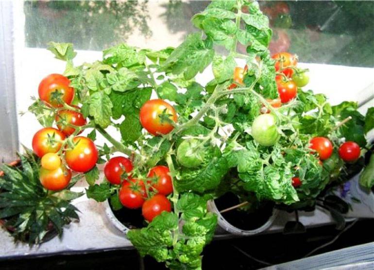 Описание и характеристики сорта томата Засолочное чудо, его урожайность