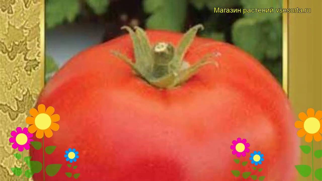 Характеристика и описание сорта томата Русский Богатырь