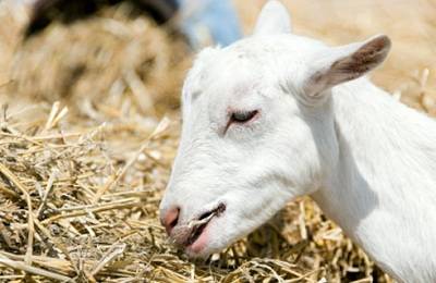 Кормление коз зимой: нормы дневного рациона