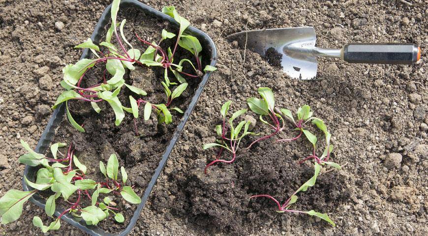 Посадка и выращивание свеклы в отрытом грунте – когда сеять и как правильно ухаживать за свеклой